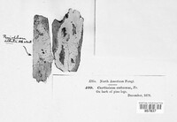 Exidiopsis calcea image